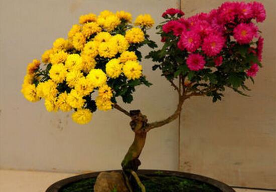 菊花怎么繁殖，菊花常用的四种繁殖方法/扦插分株最实用