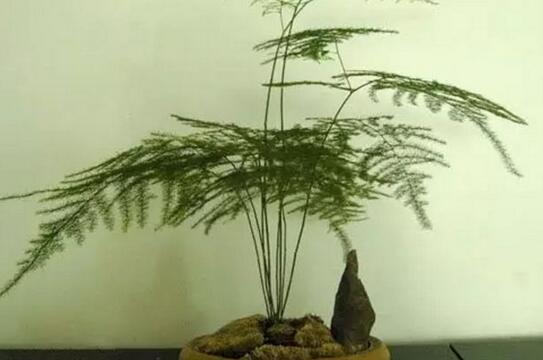 文竹怎么繁殖，文竹的繁殖方法/教你简单扦插法