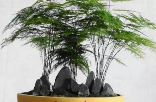 文竹怎么繁殖，文竹的繁殖方法/教你简单扦插法