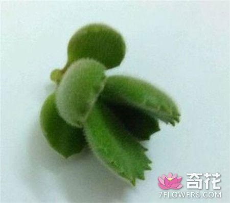 熊童子枝插技巧