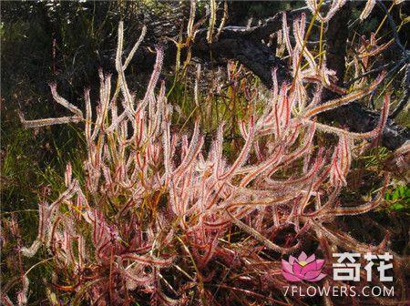 叉叶毛毡苔怎么扦插繁殖