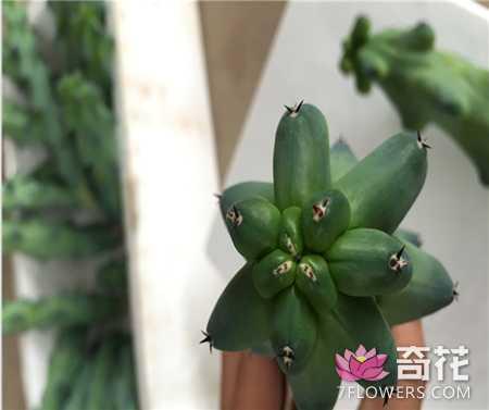 玉乳柱怎么扦插繁殖