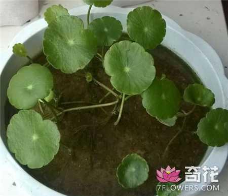 5种花卉植物的繁殖方法 一盆变多盆
