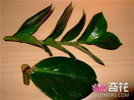 5种花卉植物的繁殖方法 一盆变多盆