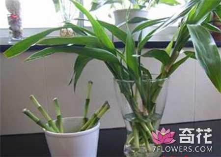 5种花卉植物的繁殖方法 一盆变多盆