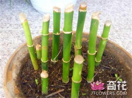 5种花卉植物的繁殖方法 一盆变多盆
