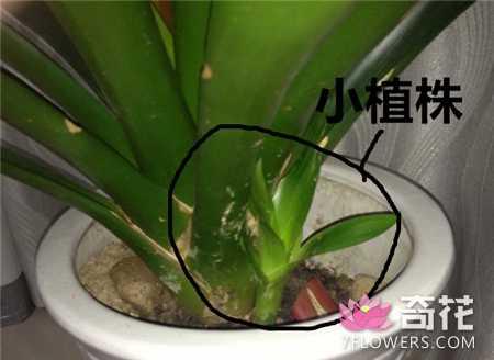 5种花卉植物的繁殖方法 一盆变多盆