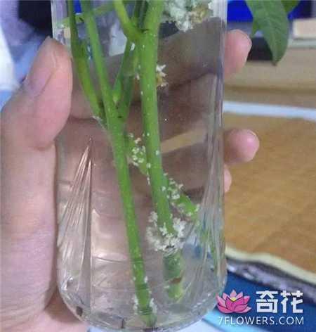 5种花卉植物的繁殖方法 一盆变多盆
