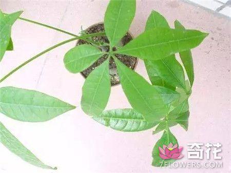 5种花卉植物的繁殖方法 一盆变多盆