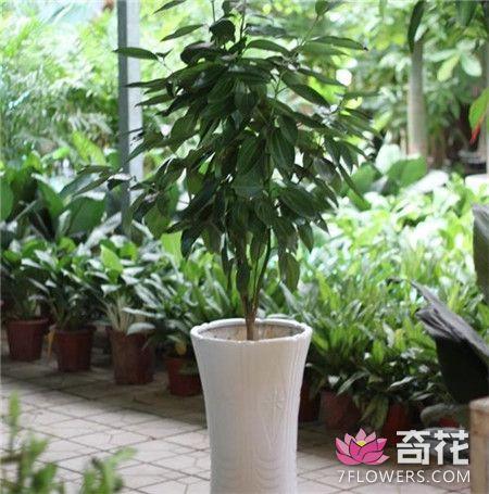 平安树播种繁殖方法