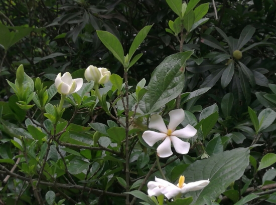 栀子花种子播种后20天左右便可出苗