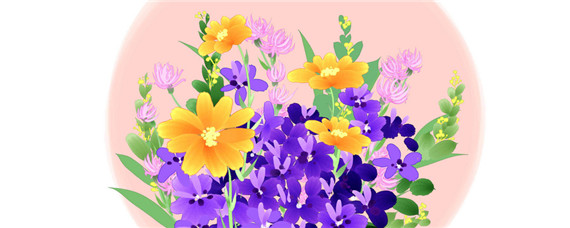翠蝶花什么时候播种