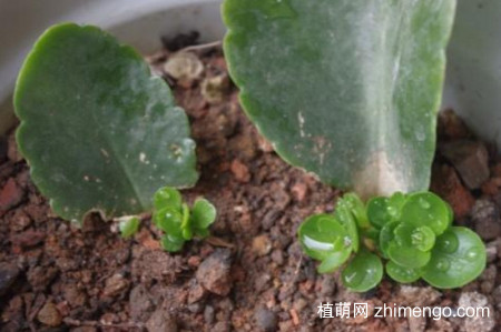 小宫灯长寿花怎么扦插