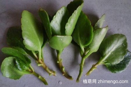 小宫灯长寿花怎么扦插