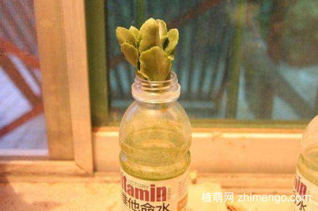 小宫灯长寿花怎么扦插
