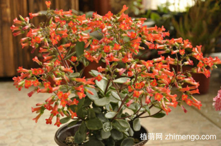 小宫灯长寿花怎么扦插