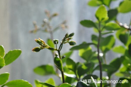 小宫灯长寿花怎么扦插