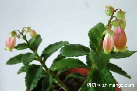 小宫灯长寿花怎么扦插