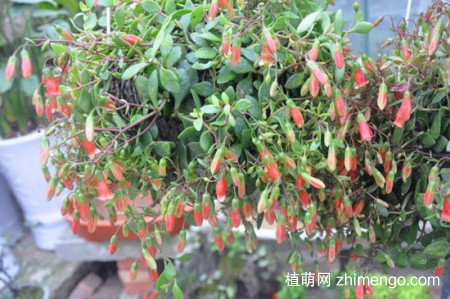 小宫灯长寿花怎么扦插