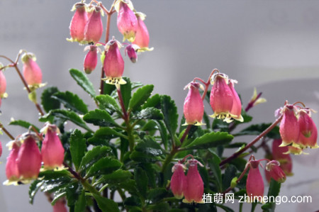 小宫灯长寿花怎么扦插