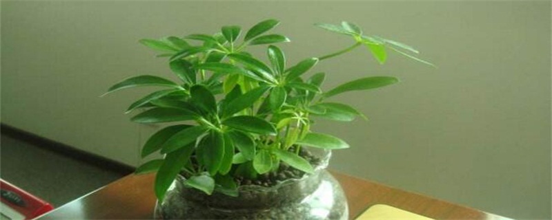 最旺宅的植物有哪些？十种旺宅又招财植物介绍