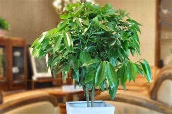 最旺宅的植物有哪些？十种旺宅又招财植物介绍