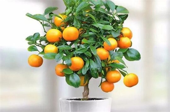 最旺宅的植物有哪些？十种旺宅又招财植物介绍