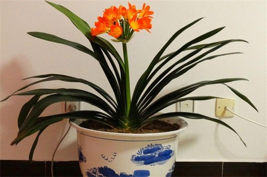 最旺宅的植物有哪些？十种旺宅又招财植物介绍