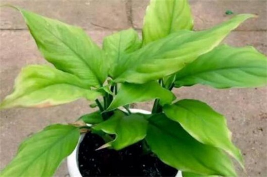 最旺宅的植物有哪些？十种旺宅又招财植物介绍
