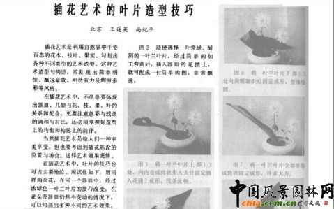 插花艺术的叶片造型技巧
