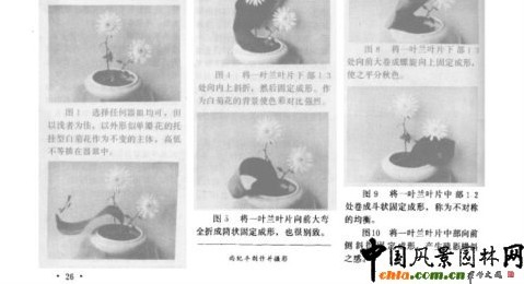 插花艺术的叶片造型技巧