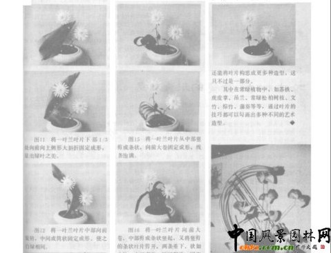 插花艺术的叶片造型技巧