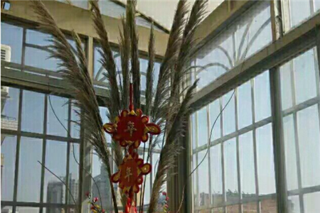 自制芦苇干花，芦苇插花瓶图片
