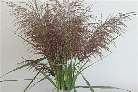 自制芦苇干花，芦苇插花瓶图片