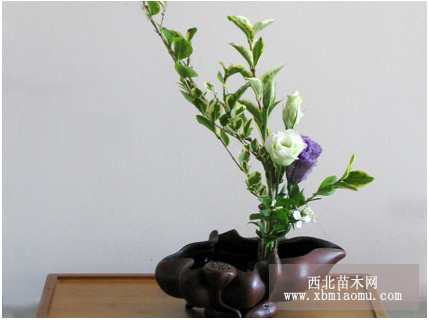 手把手教你用女贞和洋桔梗做文人插花