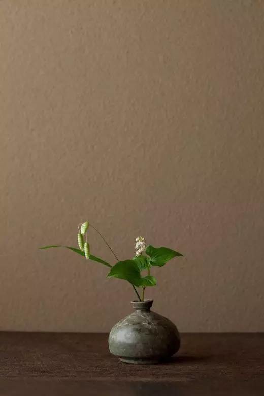 零基础也能学会的插花教程快快收藏