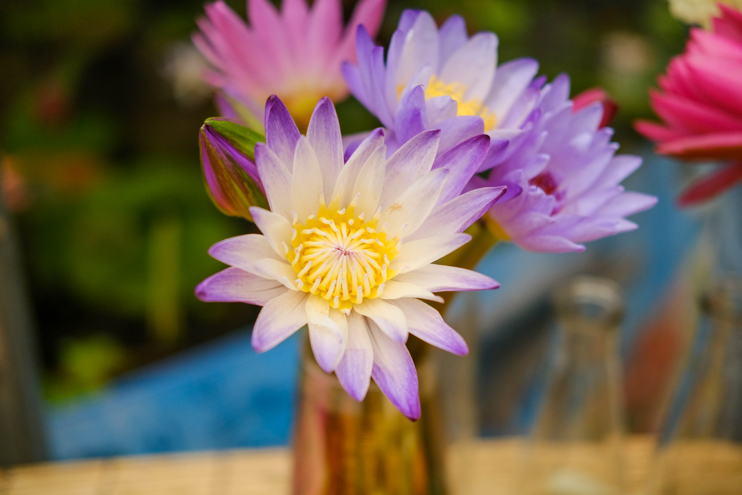 睡莲怎么养插花