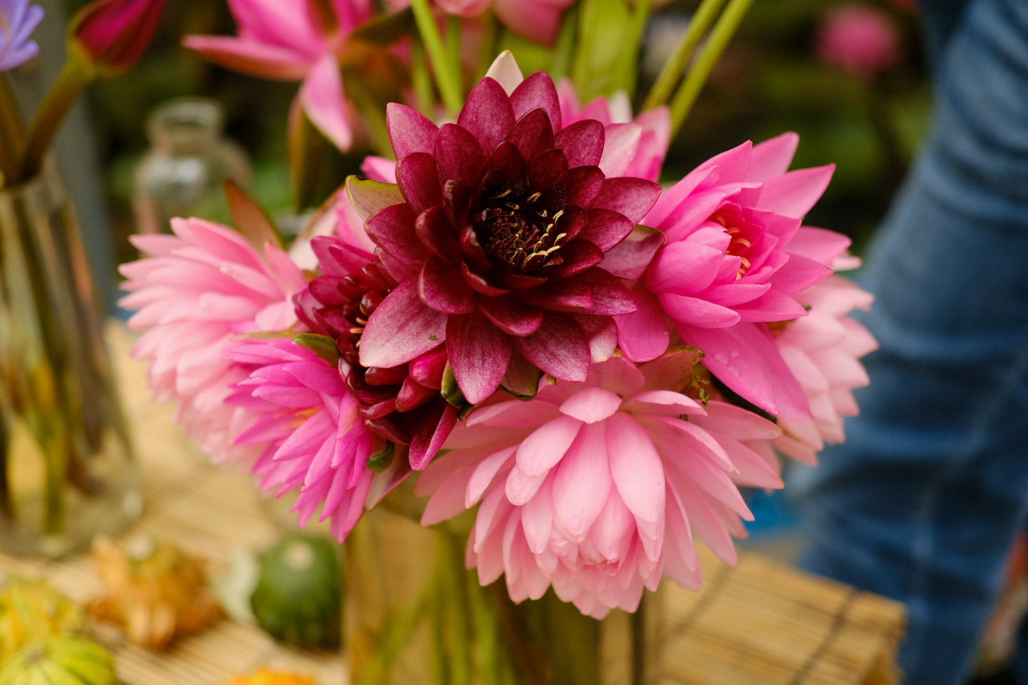 睡莲怎么养插花