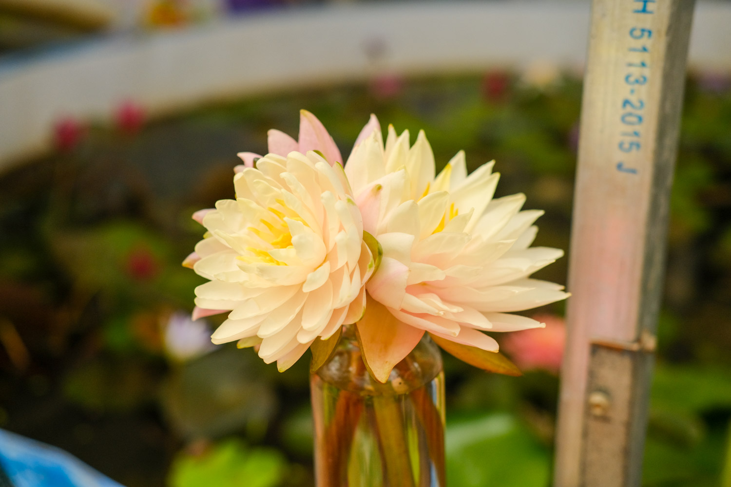睡莲怎么养插花