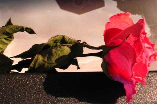 如何做干花？四种种制作干花的方法