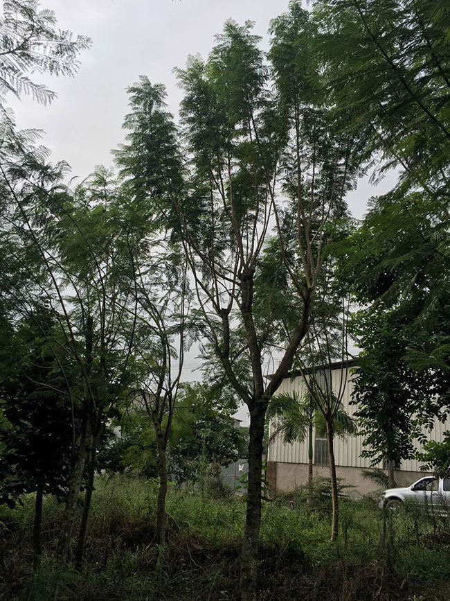 蓝花楹果实可以吃吗？蓝花楹种子有什么用途？