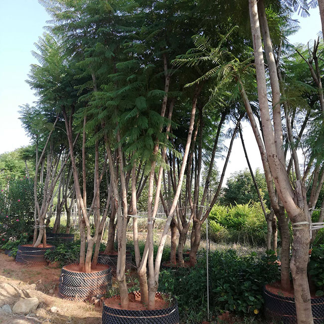 蓝花楹果实可以吃吗？蓝花楹种子有什么用途？