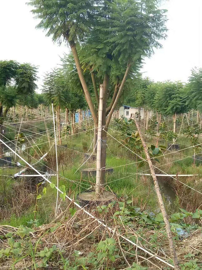 蓝花楹果实可以吃吗？蓝花楹种子有什么用途？