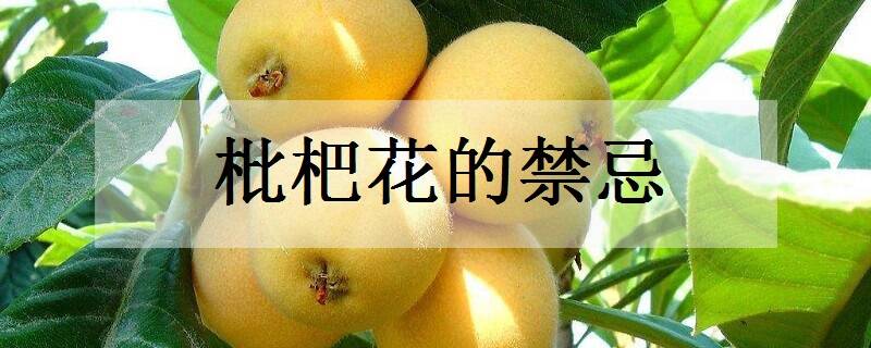 枇杷花的禁忌 哪些人不可以吃