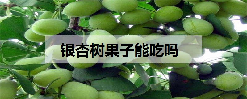 银杏树果子能吃吗 怎么吃不中毒