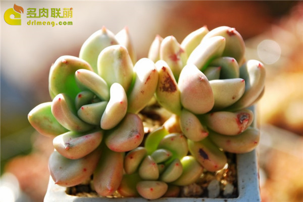 不能吃的奶油鳄梨