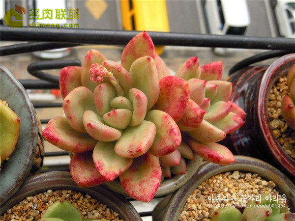不能吃的奶油鳄梨
