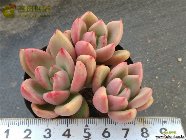 不能吃的奶油鳄梨