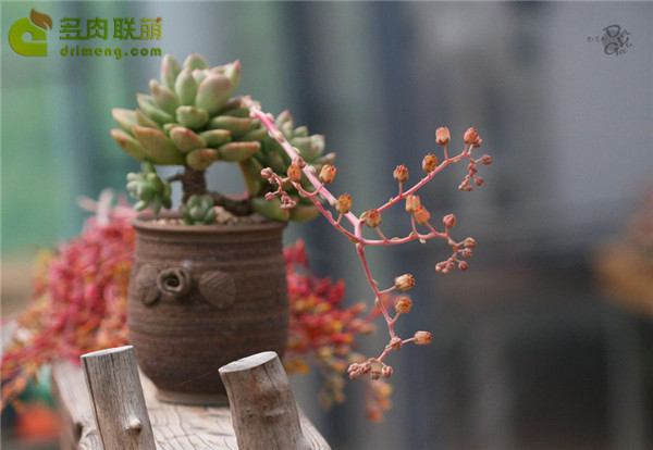不能吃的奶油鳄梨
