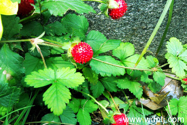 野草莓图片,野草莓能吃吗？